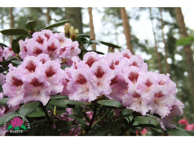 Rhododendron   'Cīrava'